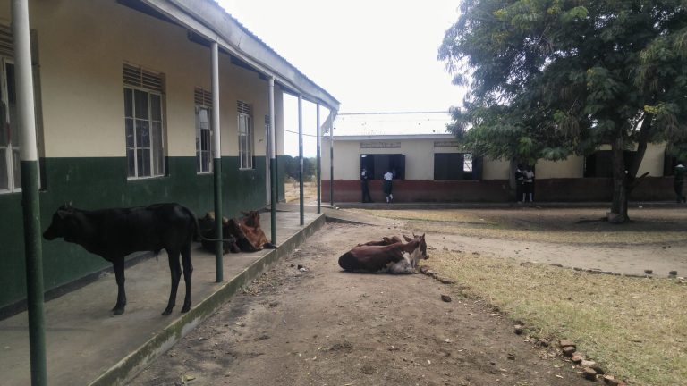 Kasese Municipality wants no animals in the area