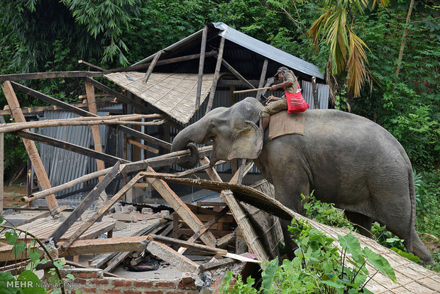 Elephants destroy houses in Kahendero