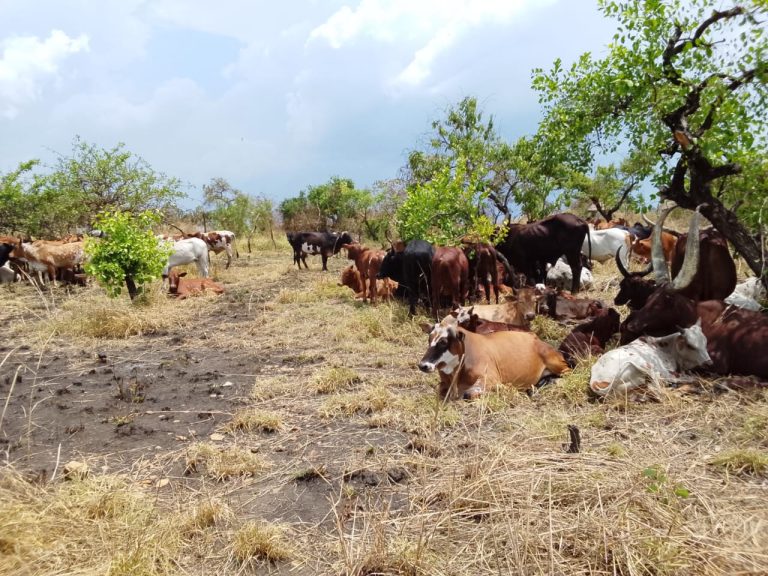100 stolen cows impounded by security